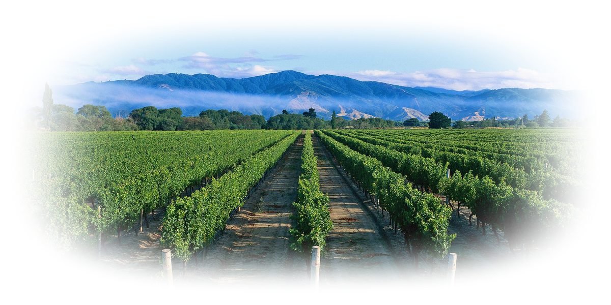 Vineyard rows under a blue sky with mountains behind